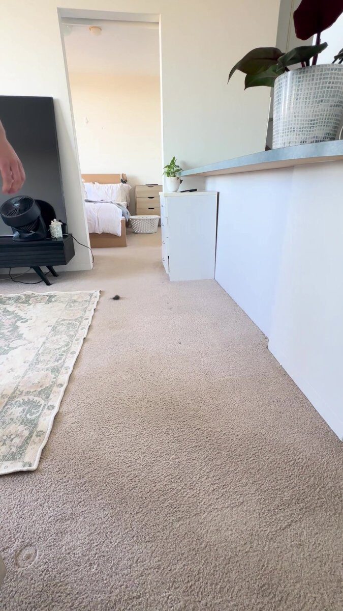 The pile of hair raked off one rug after twenty-two minutes of work.
